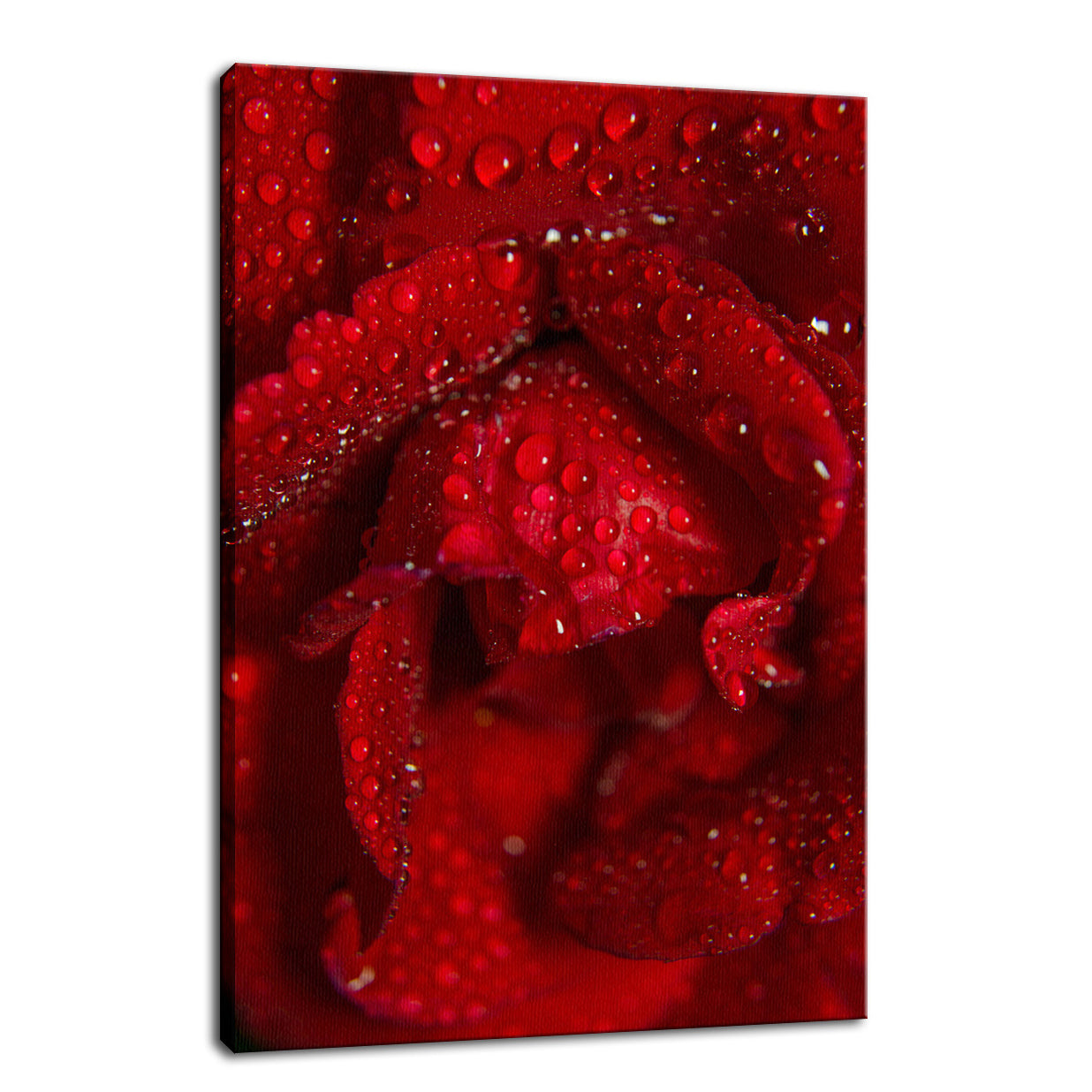 Royal Red Rose Nature / Floral Photo Fine Art Canvas Wall Art Prints - PIPAFINEART