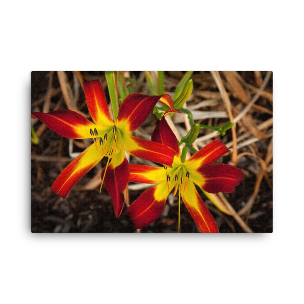 Royal Sunset Lily Floral Botanical Nature Photo Canvas Wall Art Prints