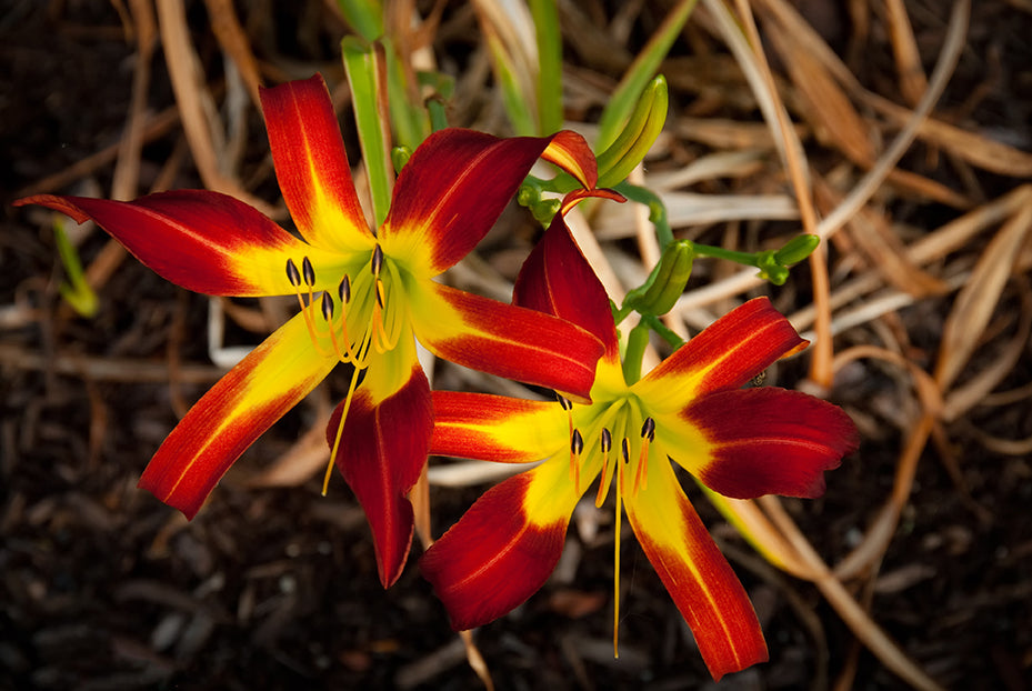 Royal Sunset Lily DIY Wall Decor Instant Download Print - Printable Wall Art - PIPAFINEART