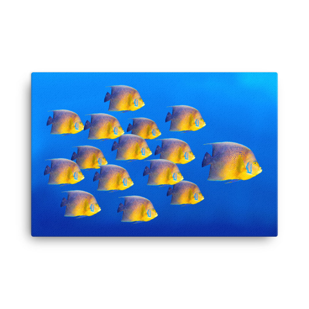 School of Tropical Coral Fish Angelfish Isolated In Blue Ocean Water Animal Wildlife Photograph Canvas Wall Art Prints