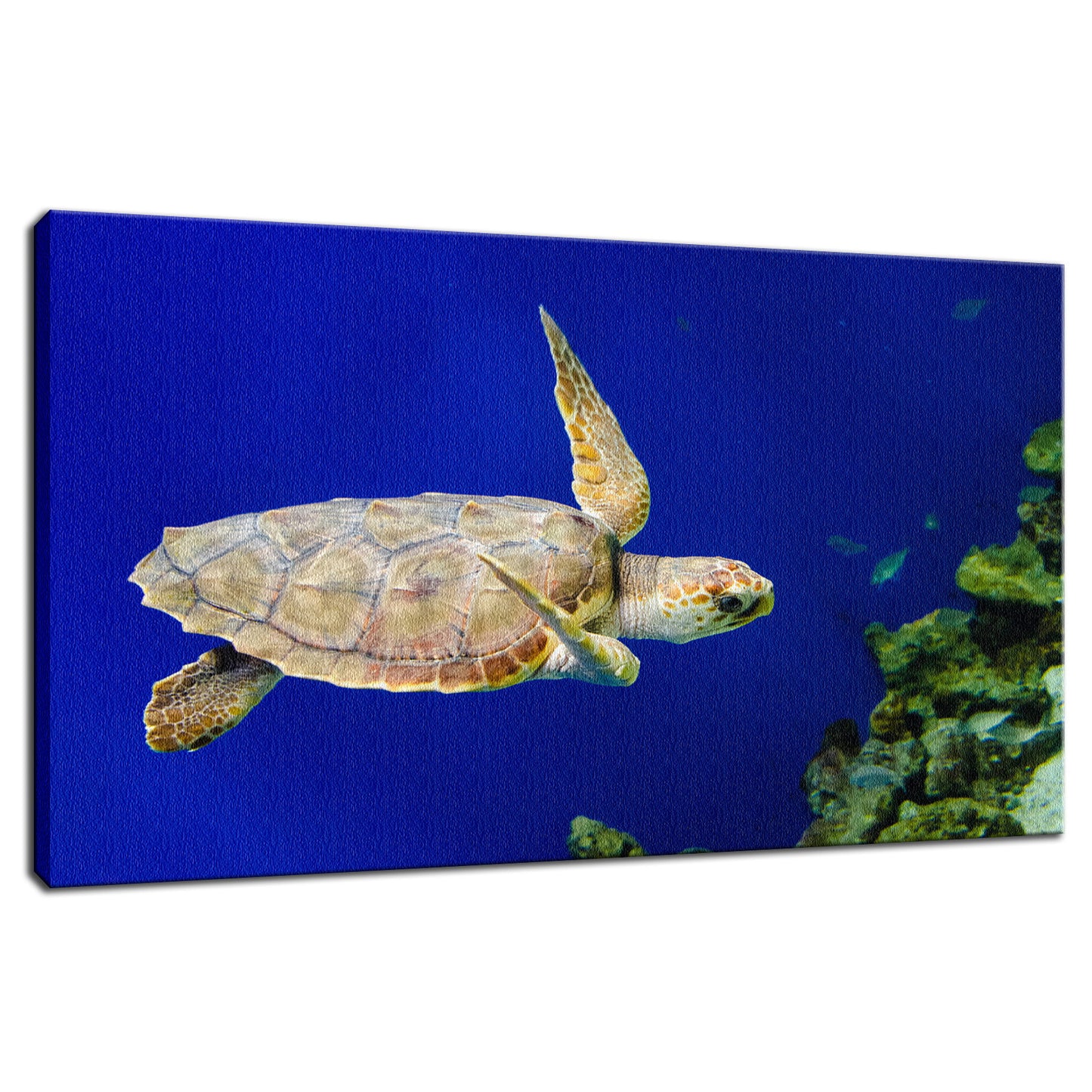 Sea Turtle 1 Animal / Wildlife Photograph Fine Art Canvas & Unframed Wall Art Prints - PIPAFINEART