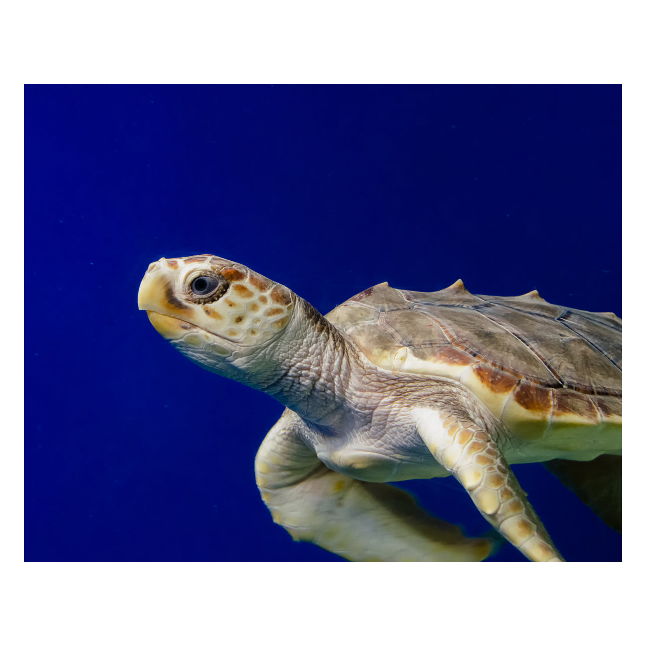 Sea Turtle 2 Animal / Wildlife Photograph Fine Art Canvas & Unframed Wall Art Prints - PIPAFINEART