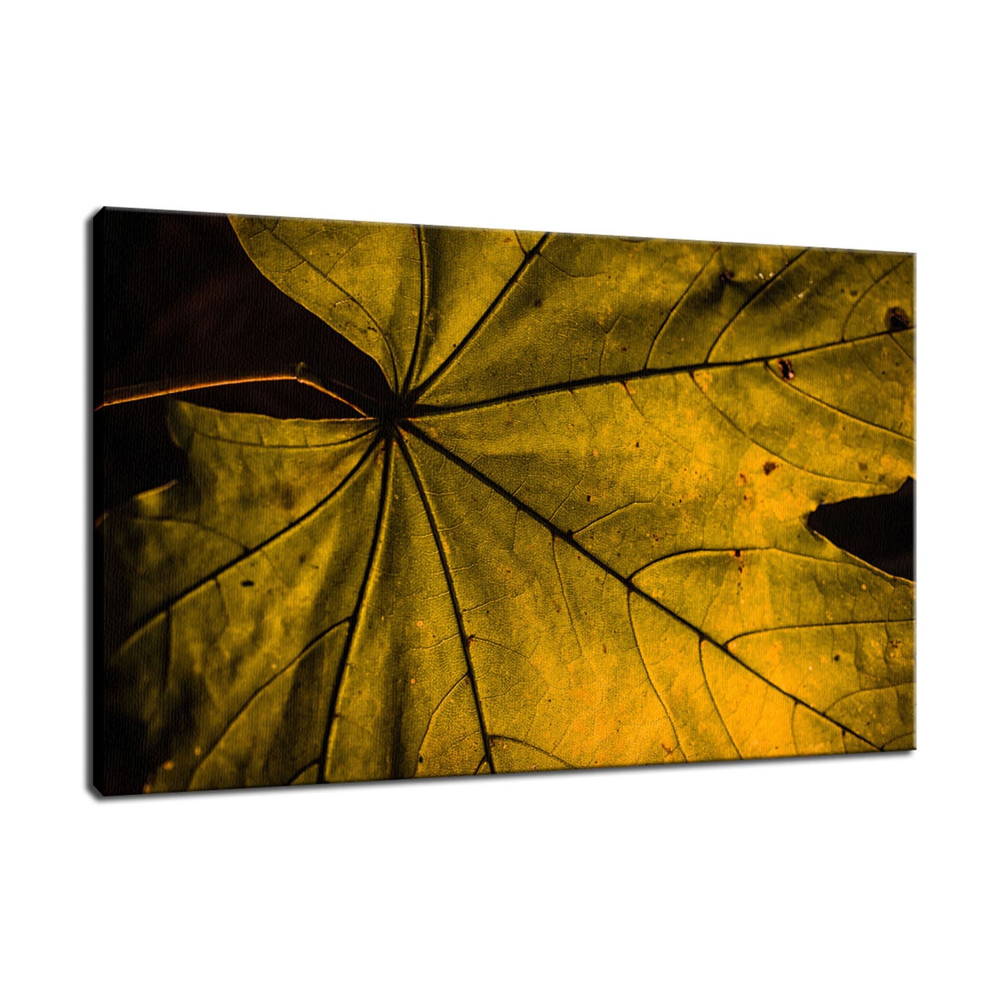 Seasons Change Botanical / Nature Photo Fine Art Canvas Wall Art Prints - PIPAFINEART