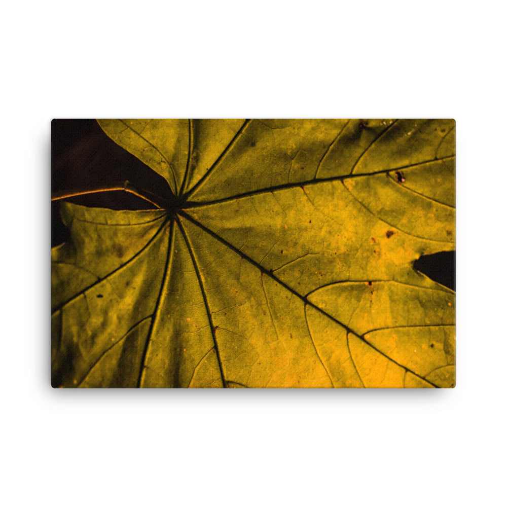 Seasons Change Rustic Botanical Nature Photograph Canvas Wall Art Prints