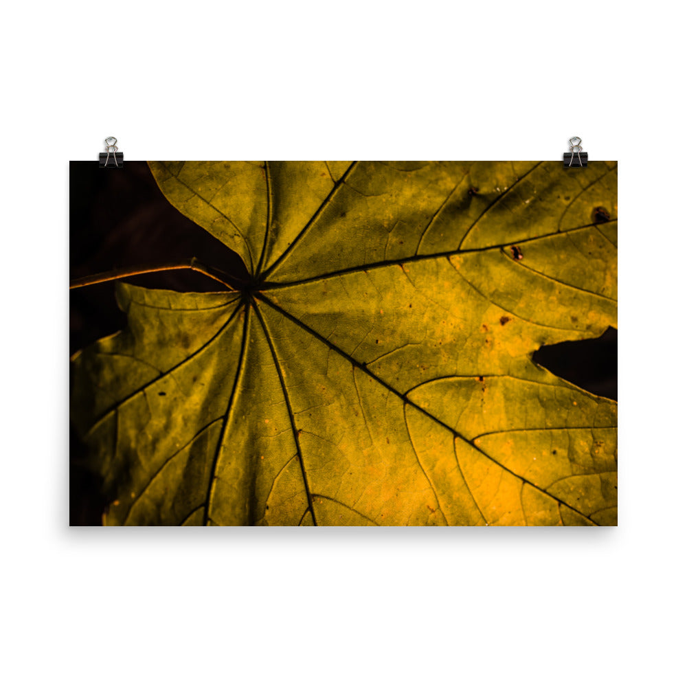 Seasons Change Botanical Nature Photo Loose Unframed Wall Art Prints - PIPAFINEART