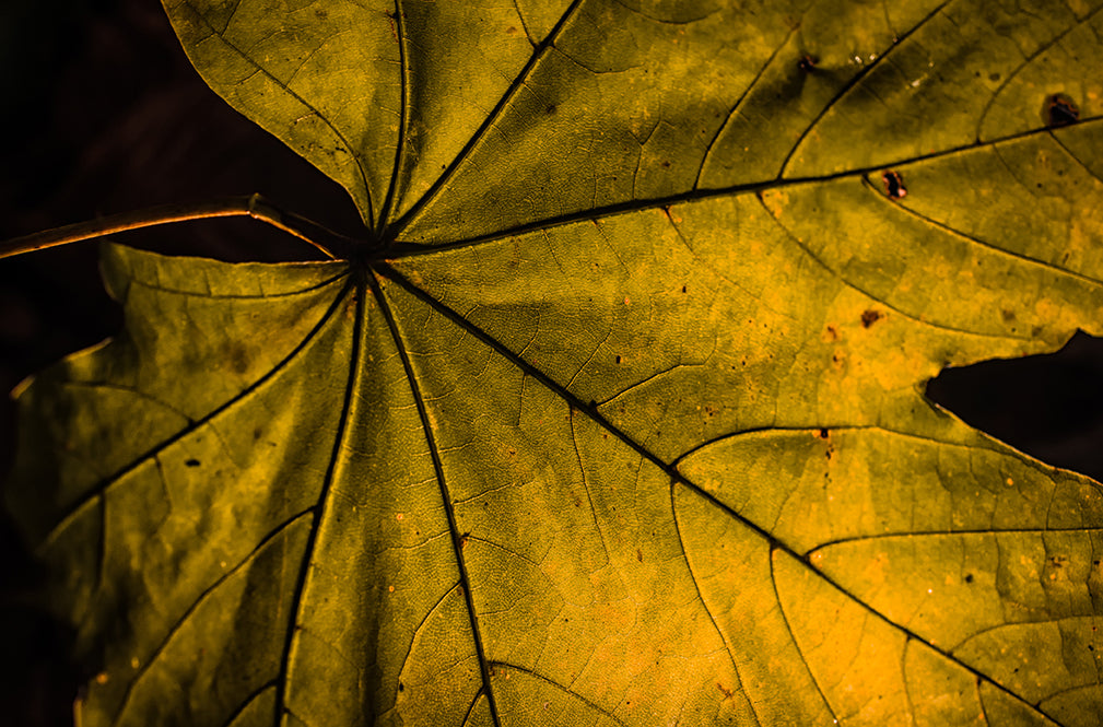 Seasons Change Botanical / Nature Photo Fine Art Canvas Wall Art Prints - PIPAFINEART