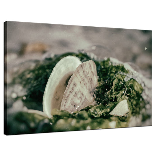 Seaweed and Shells on the Beach Nature / Coastal Photo Fine Art Canvas Wall Art Prints  - PIPAFINEART