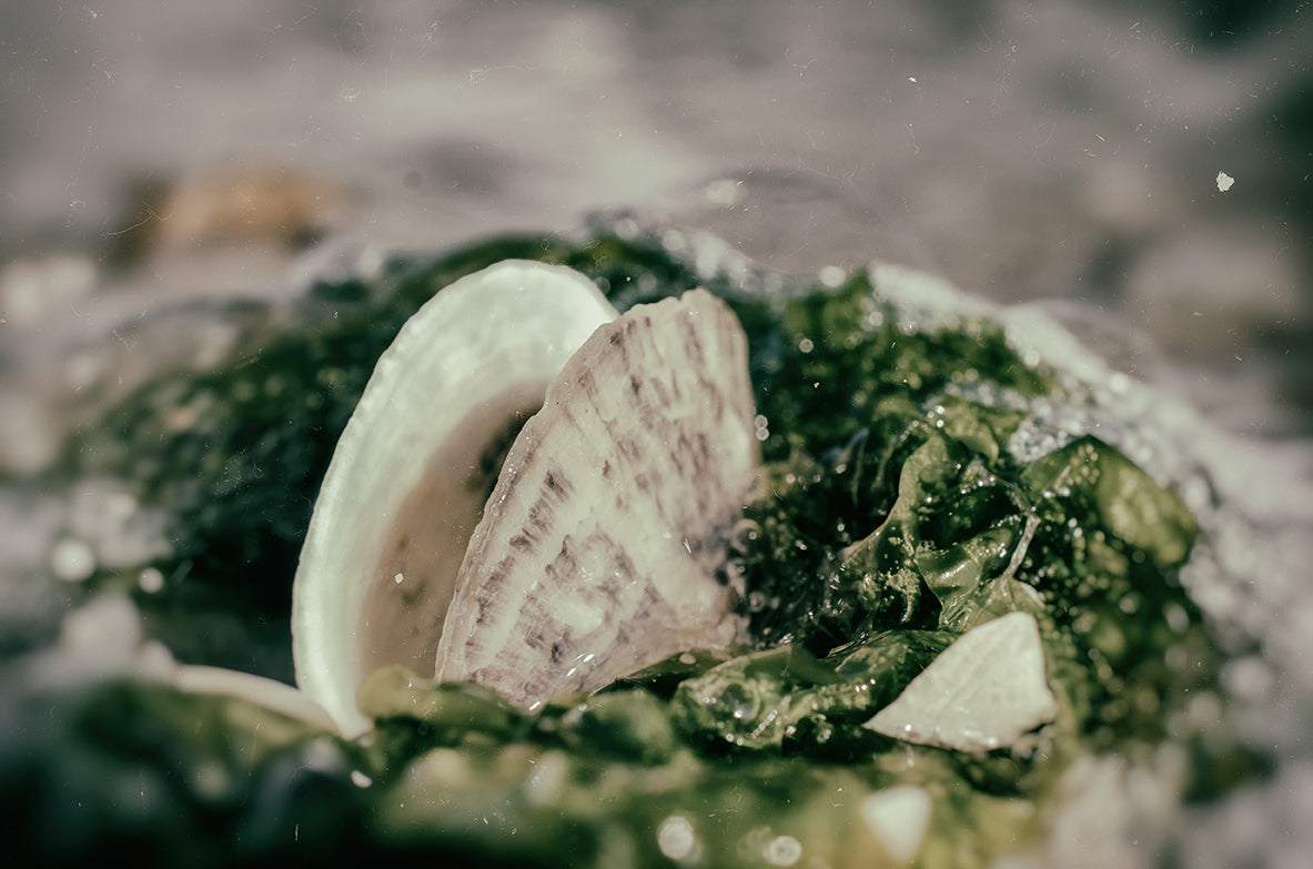 Seaweed and Shells on the Beach Nature / Coastal Photo Fine Art Canvas Wall Art Prints  - PIPAFINEART