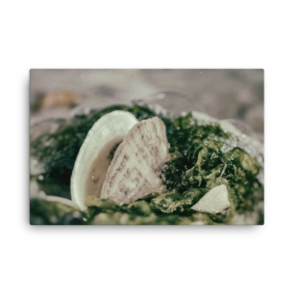 Seaweed and Shells Coastal Nature Canvas Wall Art Prints