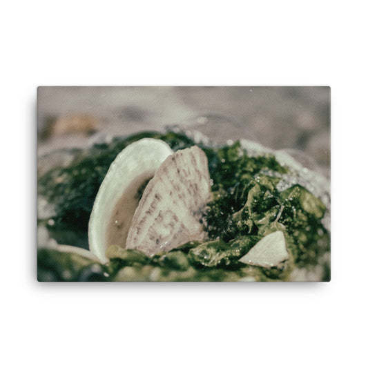 Seaweed and Shells Coastal Nature Canvas Wall Art Prints