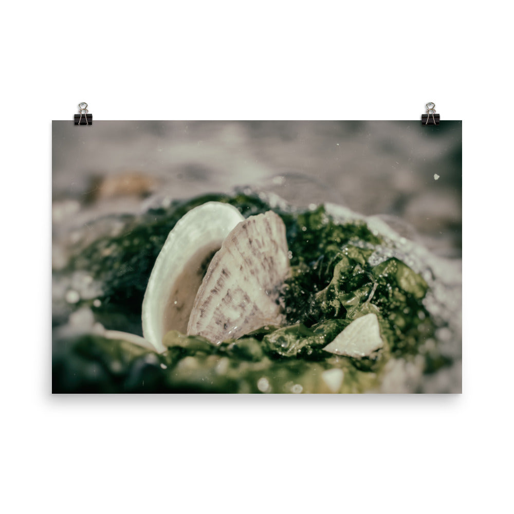 Seaweed and Shells Coastal Nature Photo Loose Unframed Wall Art Prints - PIPAFINEART