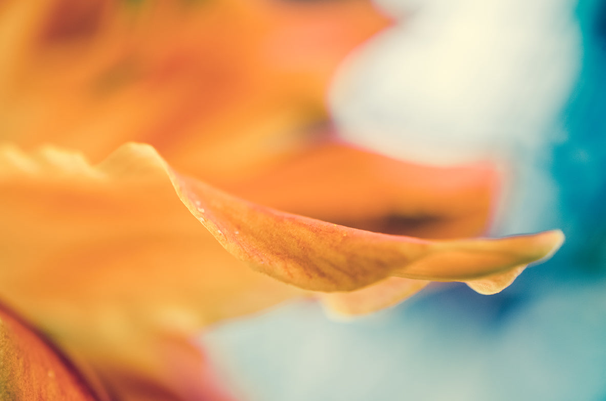 Serene Petals of Life Nature / Floral Photo Fine Art Canvas Wall Art Prints - PIPAFINEART