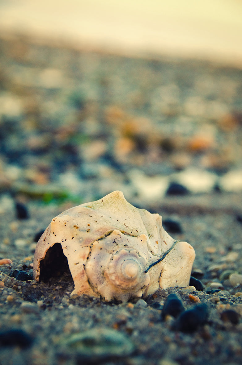 Shell at Bowers Beach Nature / Coastal Photo Fine Art Canvas Wall Art Prints - PIPAFINEART
