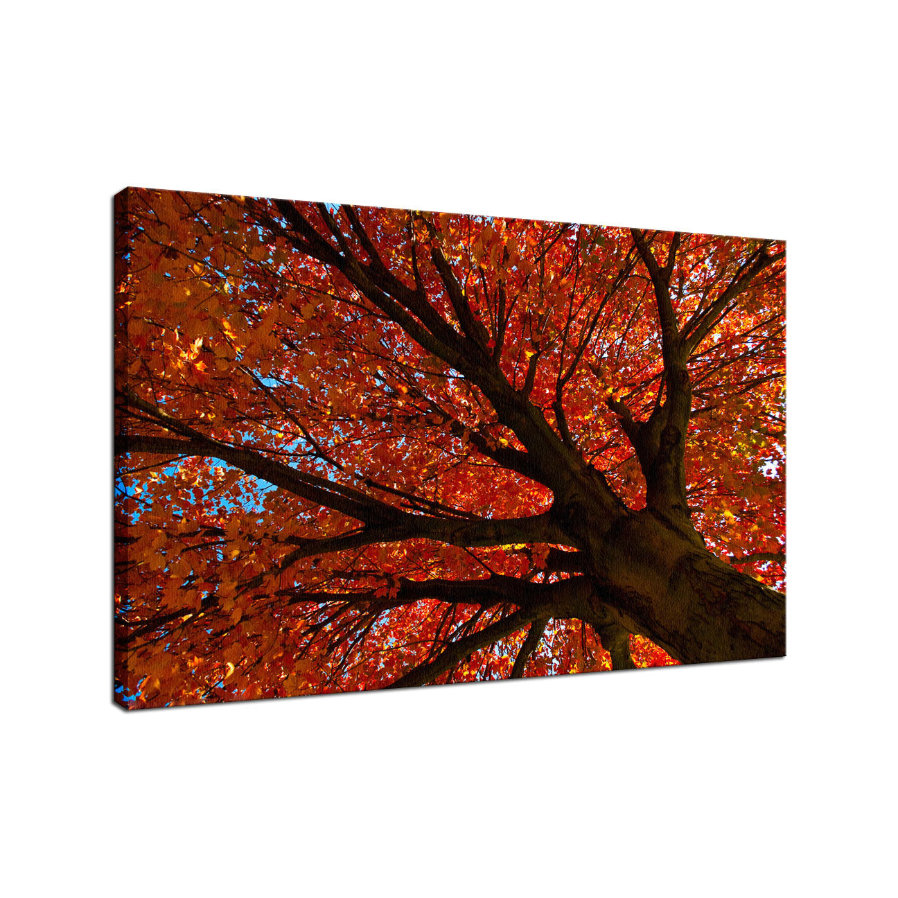 Shimmering Orange Autumn Tree Nature / Botanical Photo Fine Art Canvas Wall Art Prints  - PIPAFINEART