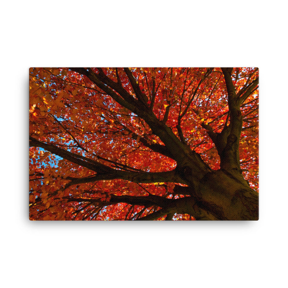 Shimmering Orange Floral Nature Canvas Wall Art Prints
