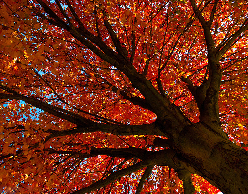 Shimmering Orange Autumn Tree Nature / Botanical Photo Fine Art Canvas Wall Art Prints  - PIPAFINEART