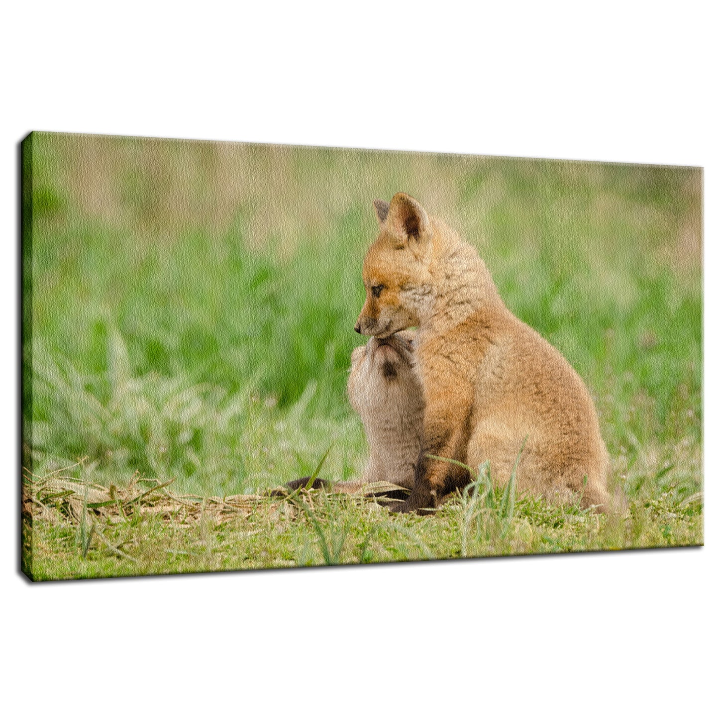 Sibling Kisses - Baby Red Fox Animal / Wildlife Photograph Fine Art Canvas & Unframed Wall Art Prints - PIPAFINEART