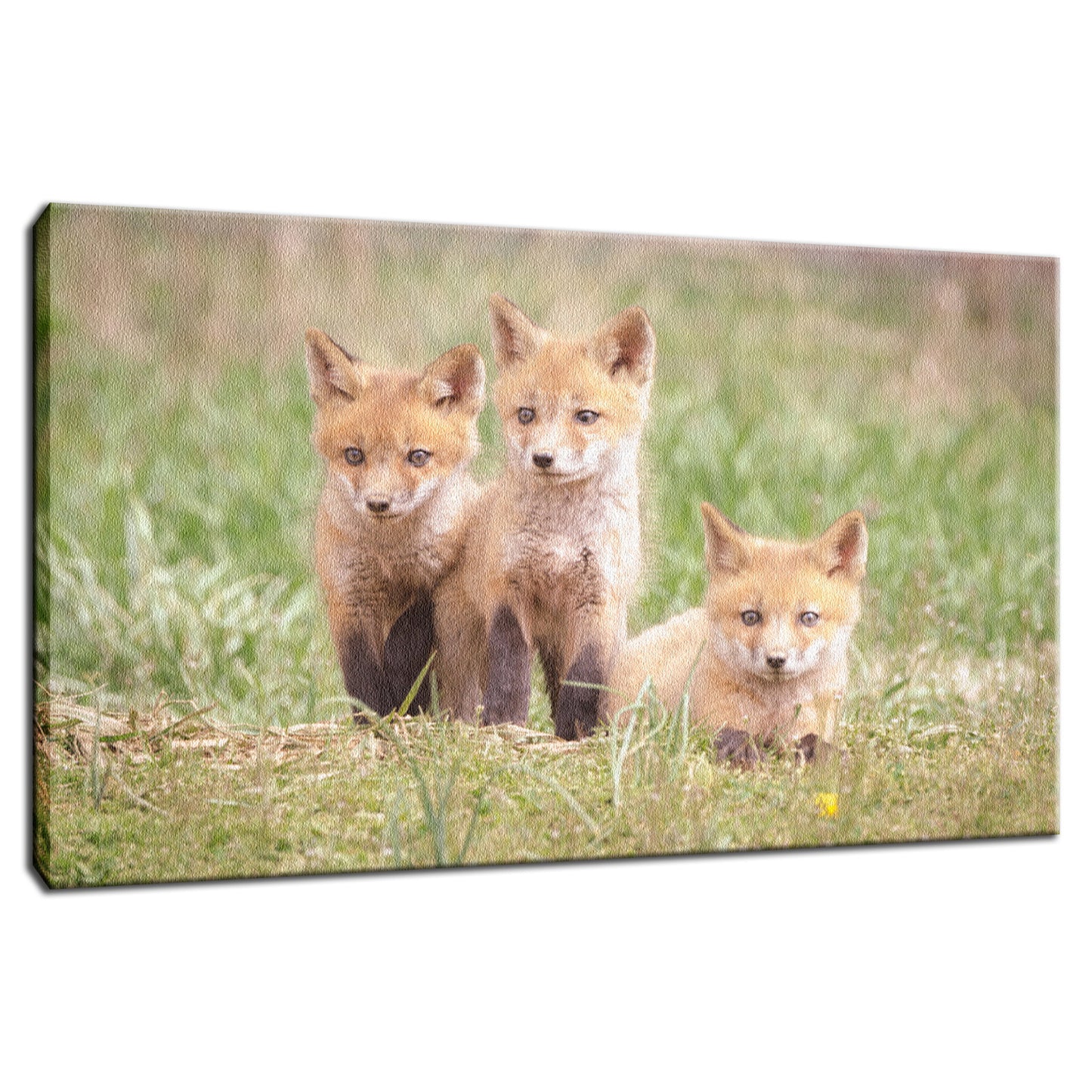 Siblings Animal / Wildlife Photograph Fine Art Canvas & Unframed Wall Art Prints - PIPAFINEART