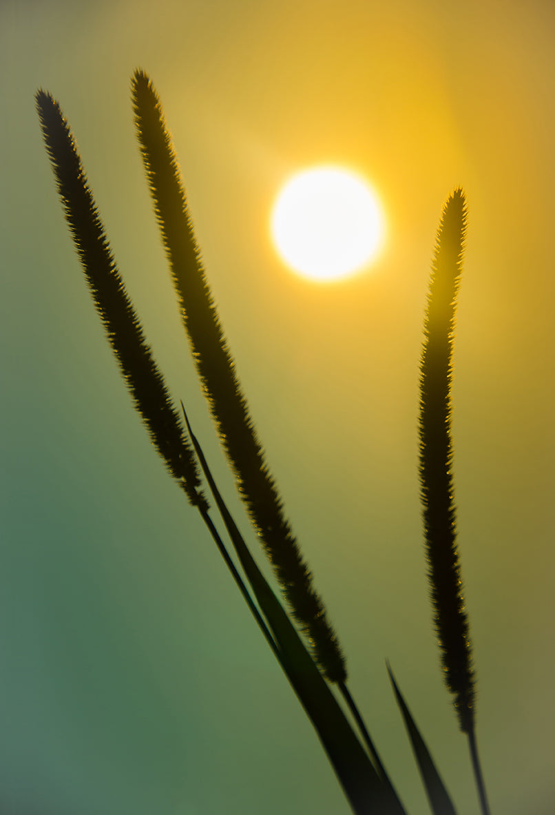 Silhouettes in Sunset Botanical / Nature Photo Fine Art Canvas Wall Art Prints - PIPAFINEART