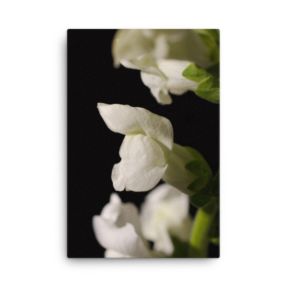 Single Snapdragon Bloom Floral Botanical Nature Photo Canvas Wall Art Prints