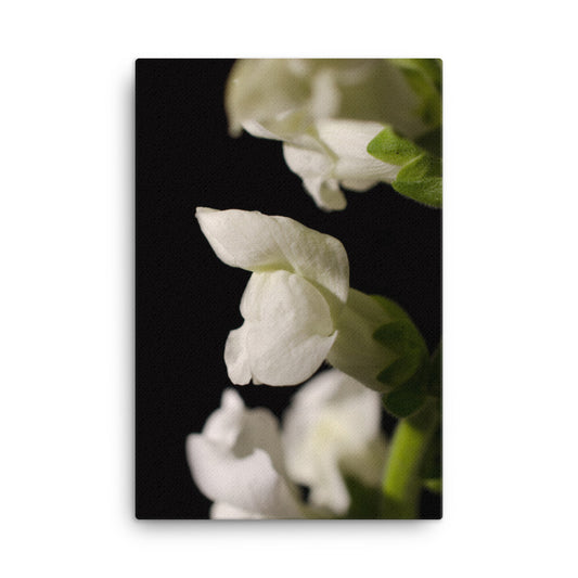 Single Snapdragon Bloom Floral Botanical Nature Photo Canvas Wall Art Prints