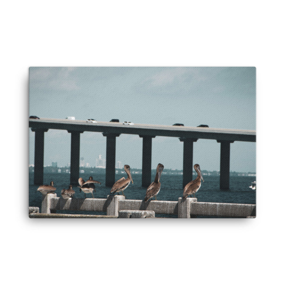 Skyway Bridge & Bob's Pelican Friends Wildlife Photo Canvas Wall Art Prints