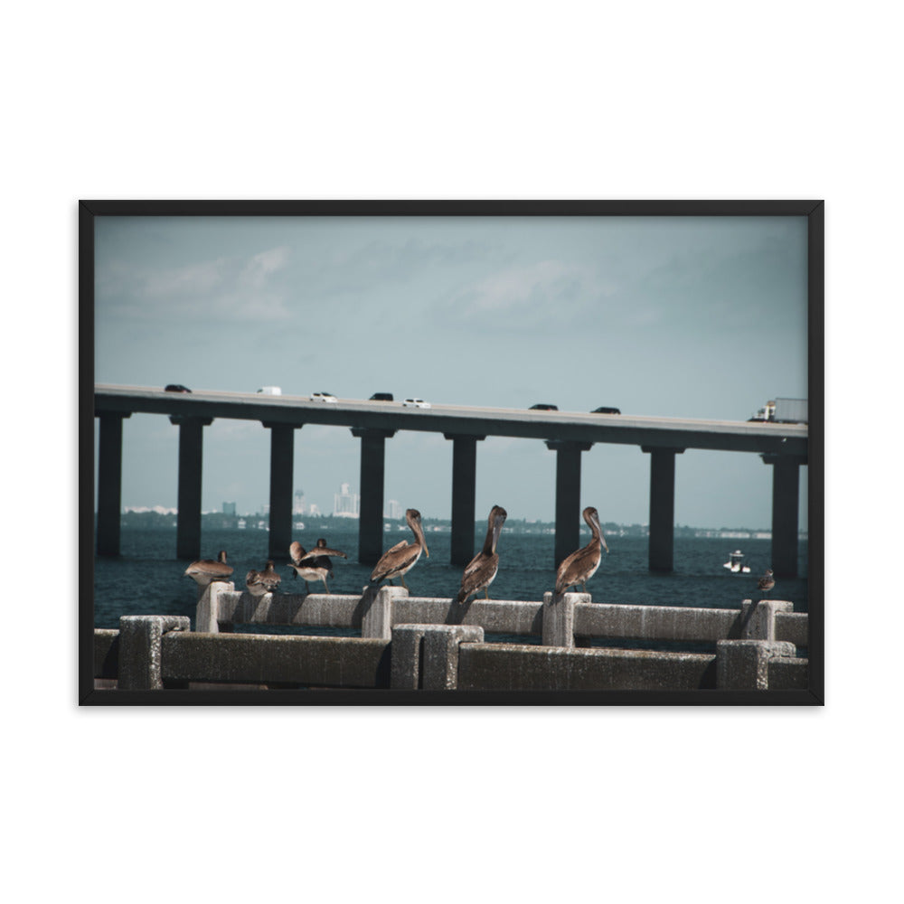 Skyway Bridge & Bob's Pelican Friends Wildlife Photo Framed Wall Art Prints