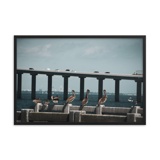 Skyway Bridge & Bob's Pelican Friends Wildlife Photo Framed Wall Art Prints