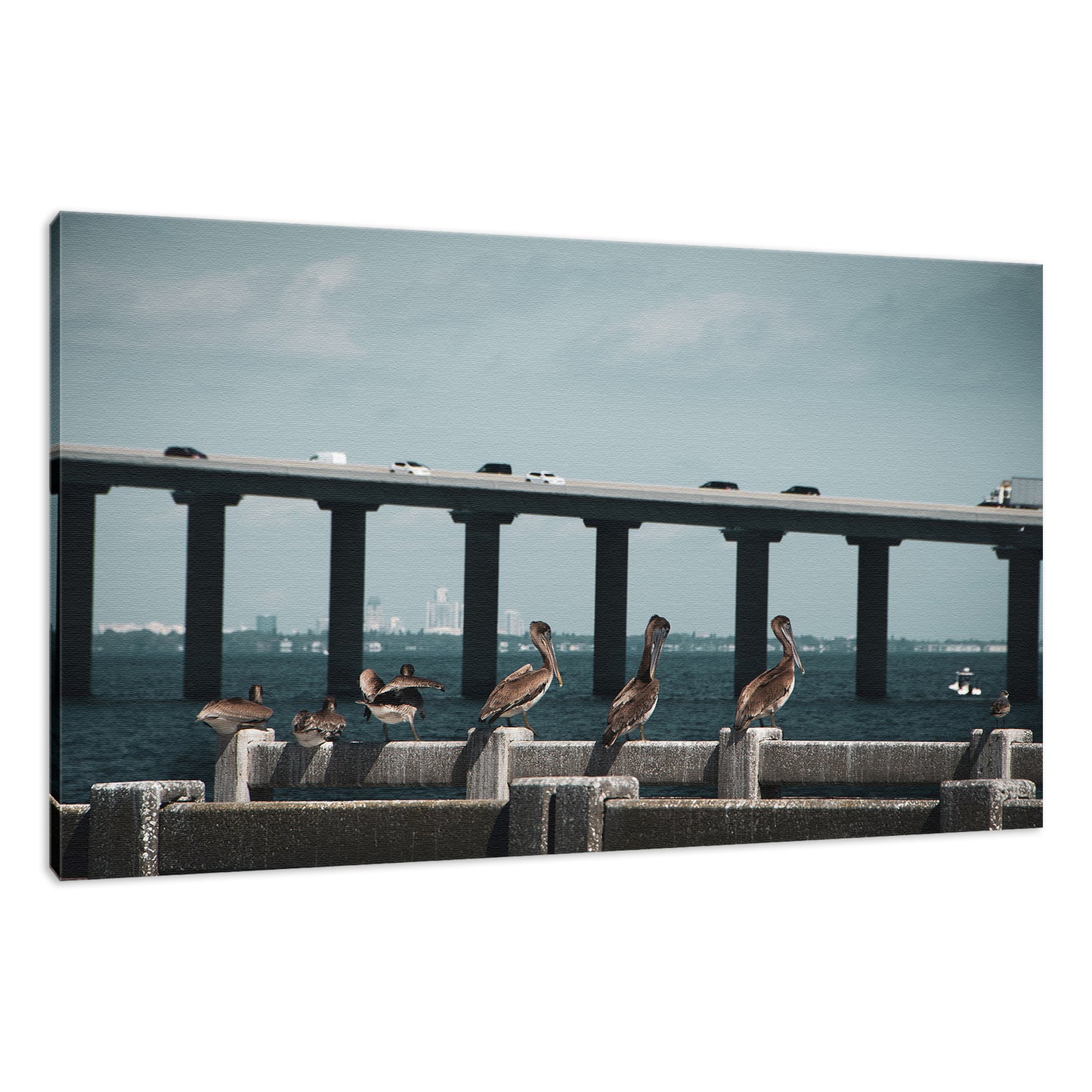Skyway Bridge & Bob's Pelican Friends Wildlife Photo Fine Art Canvas & Unframed Wall Art Prints - PIPAFINEART