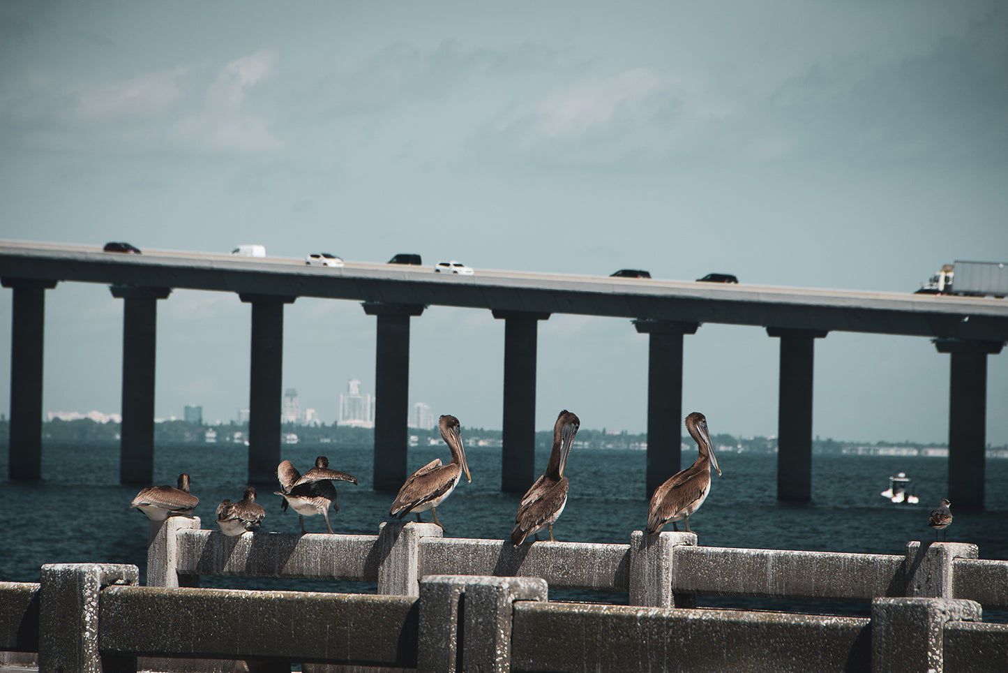 Skyway Bridge & Bob's Pelican Friends Wildlife Photo Fine Art Canvas & Unframed Wall Art Prints - PIPAFINEART