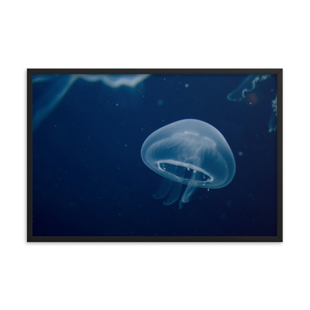 Small Blue Jelly Animal Wildlife Photograph Framed Wall Art Prints