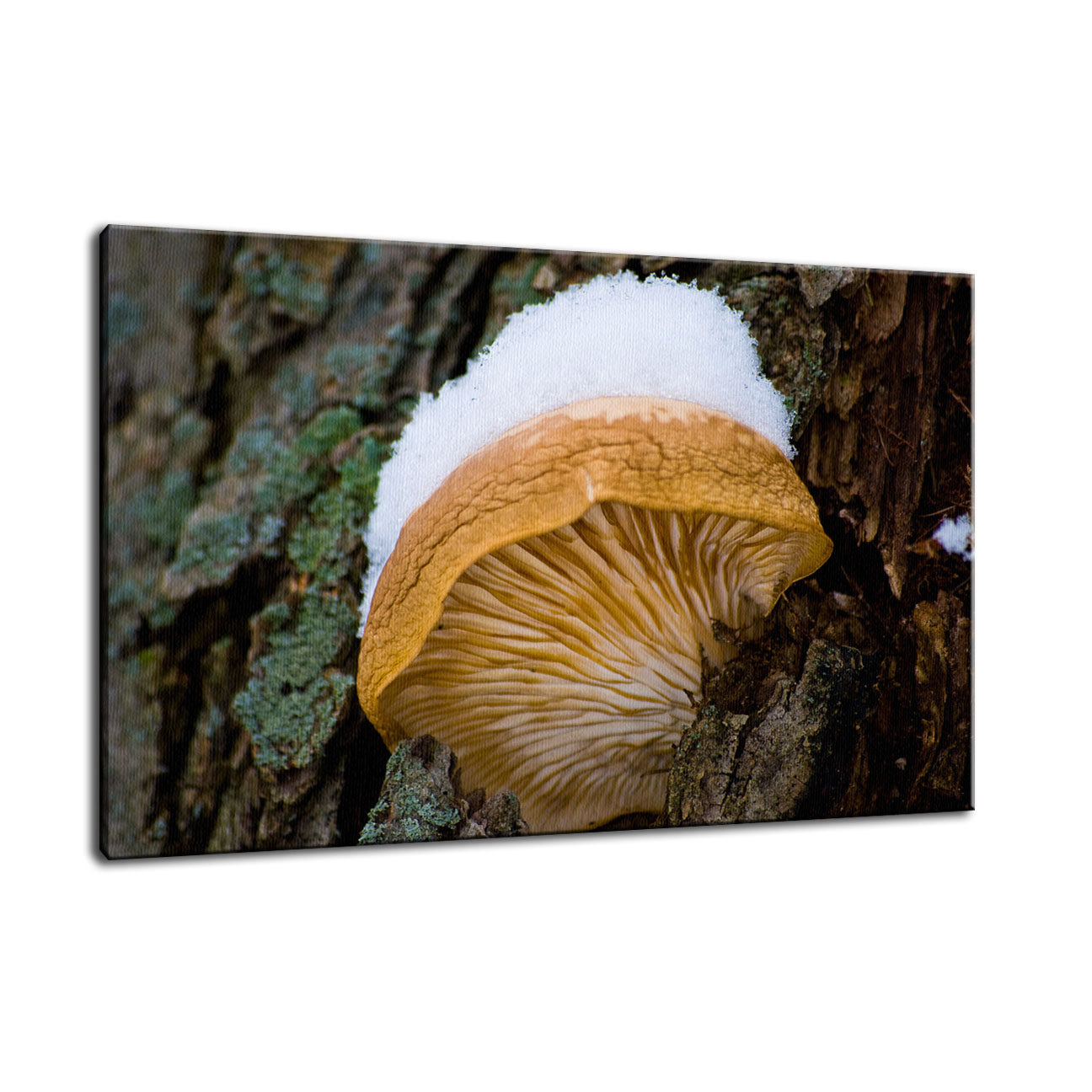 Snow Fungus Botanical / Nature Photo Fine Art Canvas Wall Art Prints - PIPAFINEART