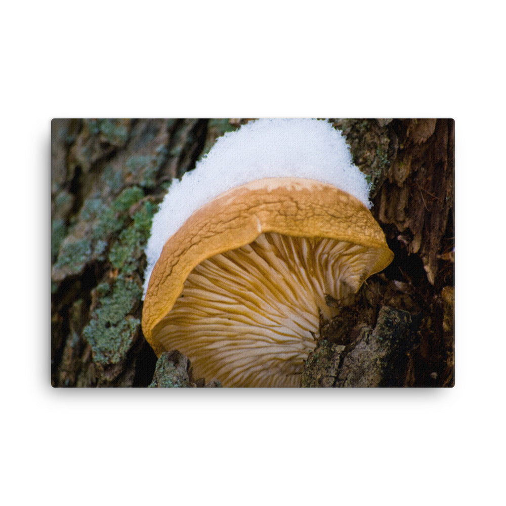 Snow Fungus Botanical Nature Canvas Wall Art Prints