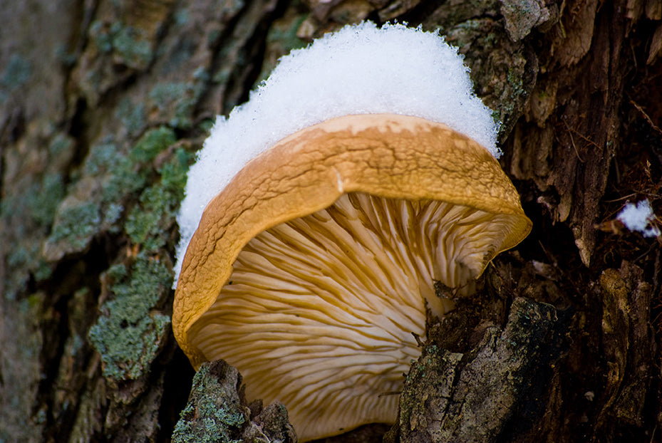 Snow Fungus Botanical / Nature Photo Fine Art Canvas Wall Art Prints - PIPAFINEART
