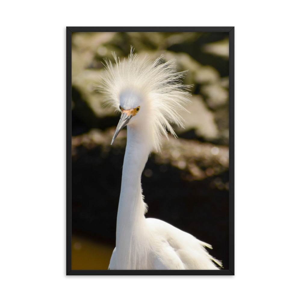Snowy Egret Animal Wildlife Photograph Framed Wall Art Prints