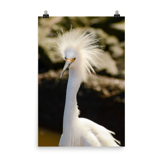 Snowy Egret - Coastal Bird Wildlife Photograph Loose Wall Art Print