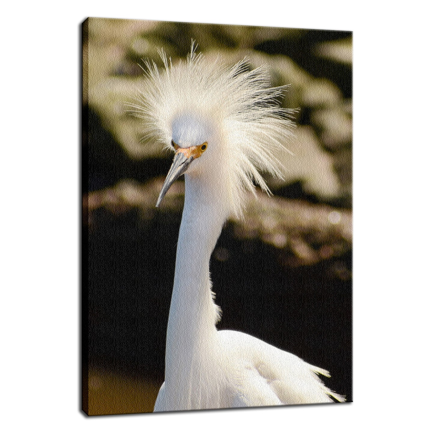 Snowy Egret Animal / Wildlife Photograph Fine Art Canvas & Unframed Wall Art Prints - PIPAFINEART