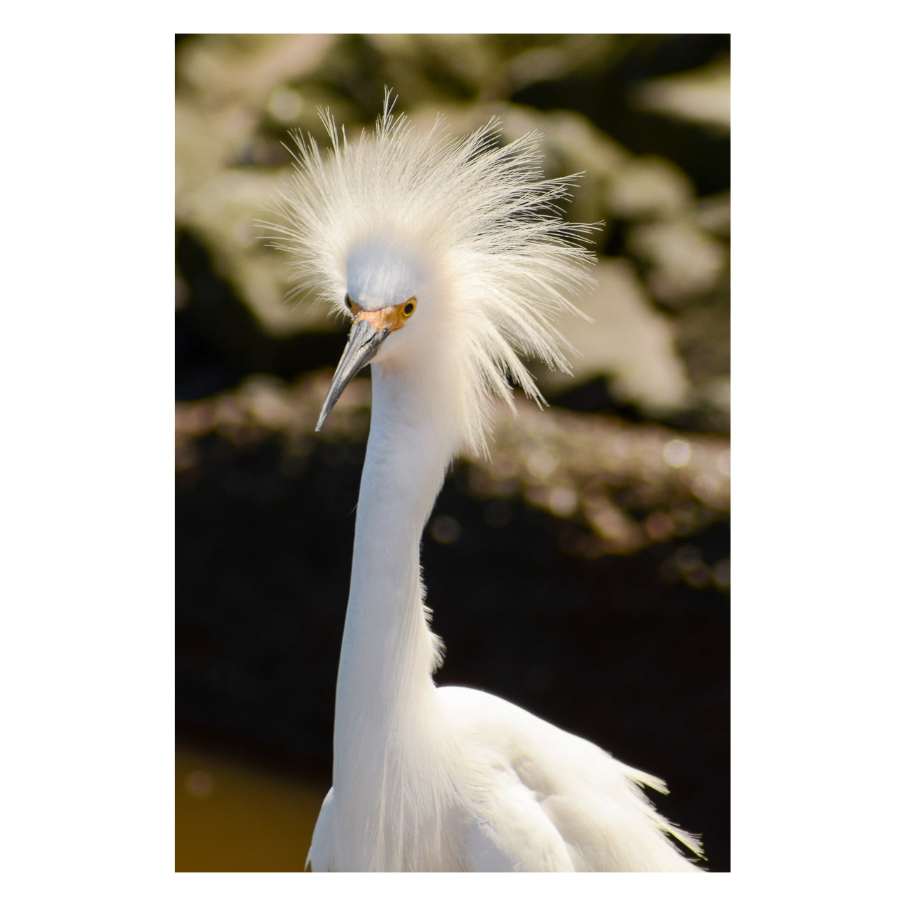 Snowy Egret Animal / Wildlife Photograph Fine Art Canvas & Unframed Wall Art Prints - PIPAFINEART