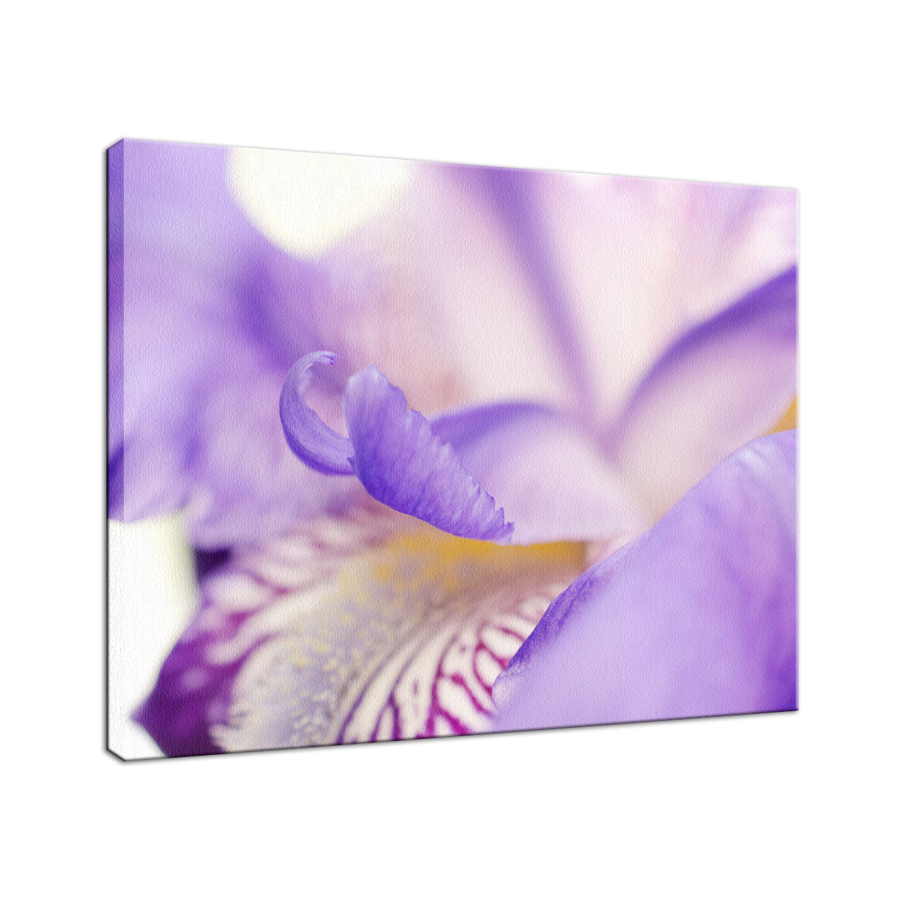 Soft Focus Iris Petals Nature / Floral Photo Fine Art Canvas Wall Art Prints  - PIPAFINEART