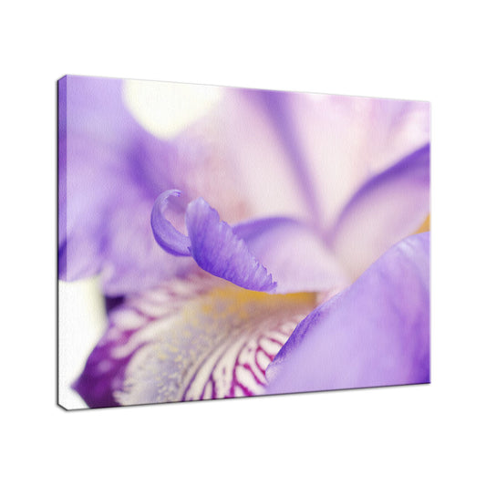 Soft Focus Iris Petals Nature / Floral Photo Fine Art Canvas Wall Art Prints  - PIPAFINEART