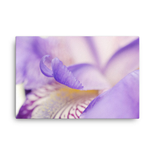Soft Focus Iris Petals Floral Botanical Nature Photo Canvas Wall Art Prints