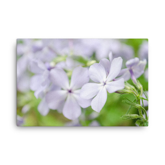 Soft Focus Phlox Carolina Floral Botanical Nature Photo Canvas Wall Art Prints