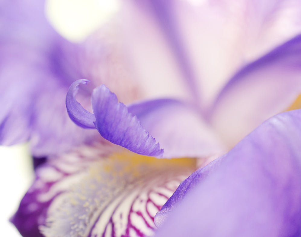 Soft Focus Iris Petals Floral Nature Photo DIY Wall Decor Instant Download Print - Printable  - PIPAFINEART