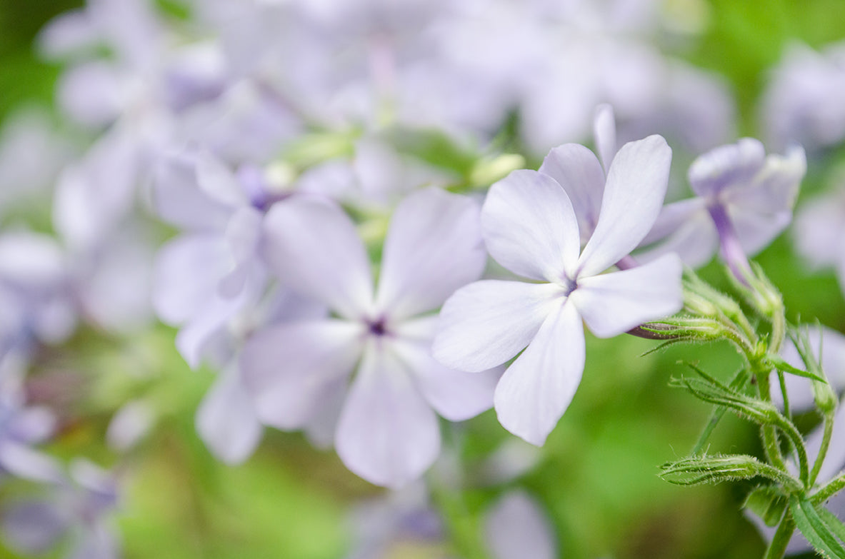 Soft Focus Phlox Carolina Nature / Floral Photo Fine Art Canvas Wall Art Prints - PIPAFINEART