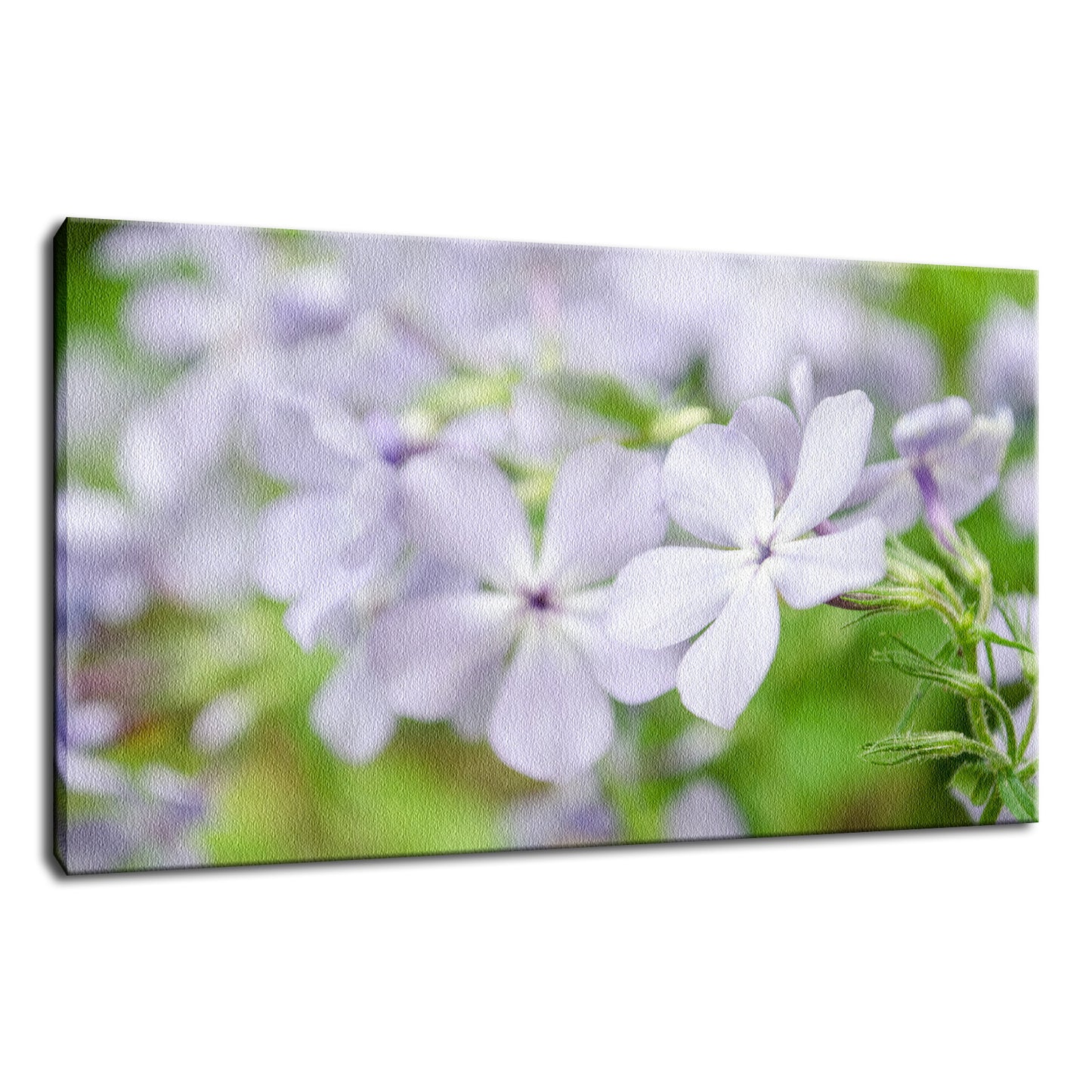 Soft Focus Phlox Carolina Nature / Floral Photo Fine Art Canvas Wall Art Prints - PIPAFINEART