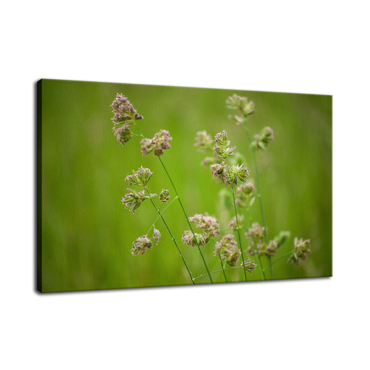 Softened Fields Botanical / Nature Photo Fine Art Canvas Wall Art Prints  - PIPAFINEART