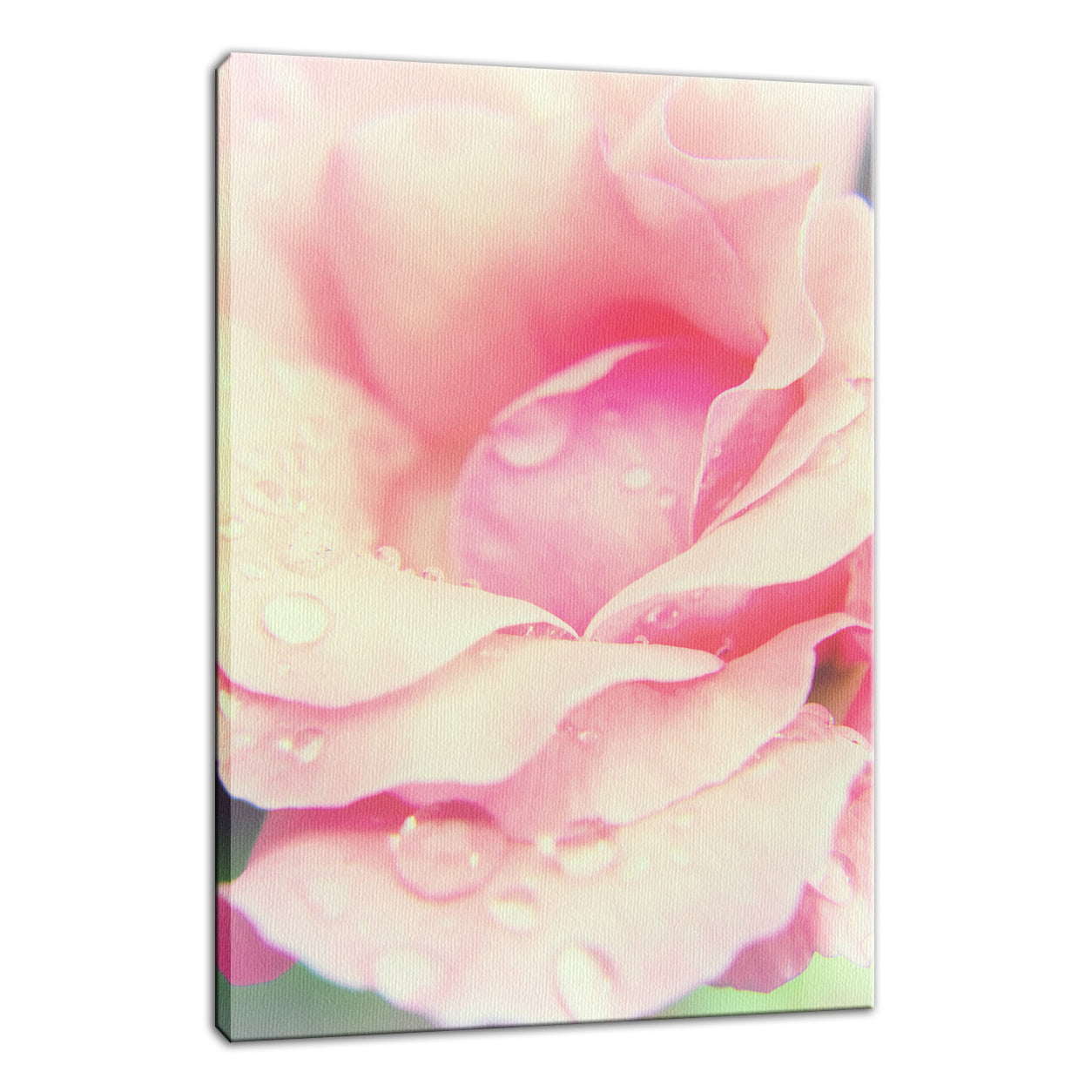 Softened Rose Nature / Floral Photo Fine Art Canvas Wall Art Prints - PIPAFINEART