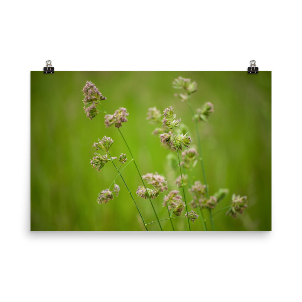 Softened Fields Botanical Nature Photo Loose Unframed Wall Art Prints - PIPAFINEART