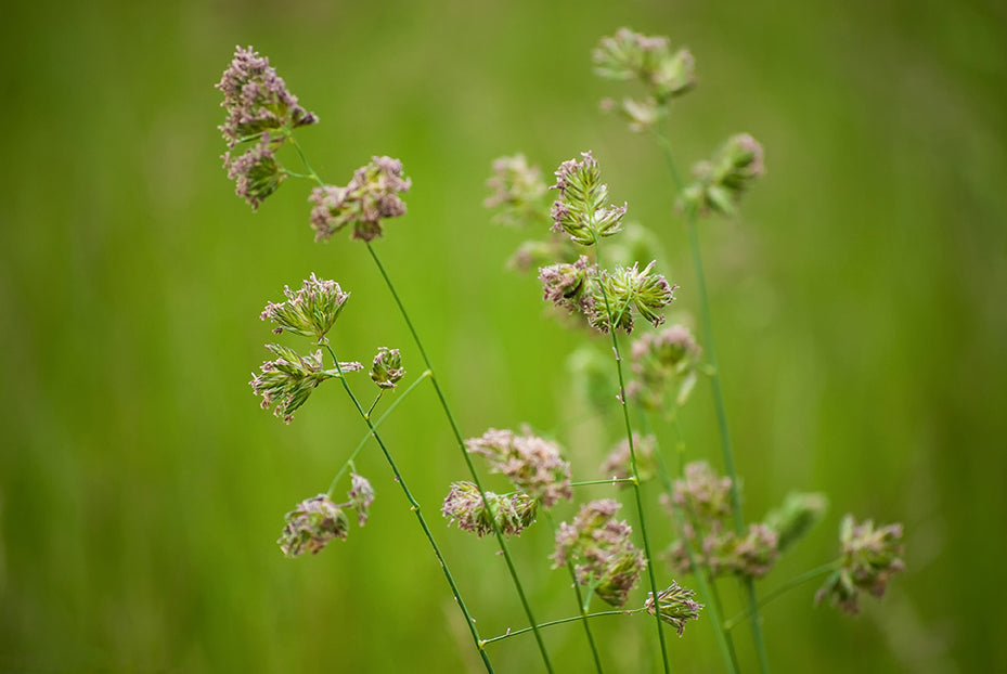 Softened Fields Botanical / Nature Photo Fine Art Canvas Wall Art Prints  - PIPAFINEART