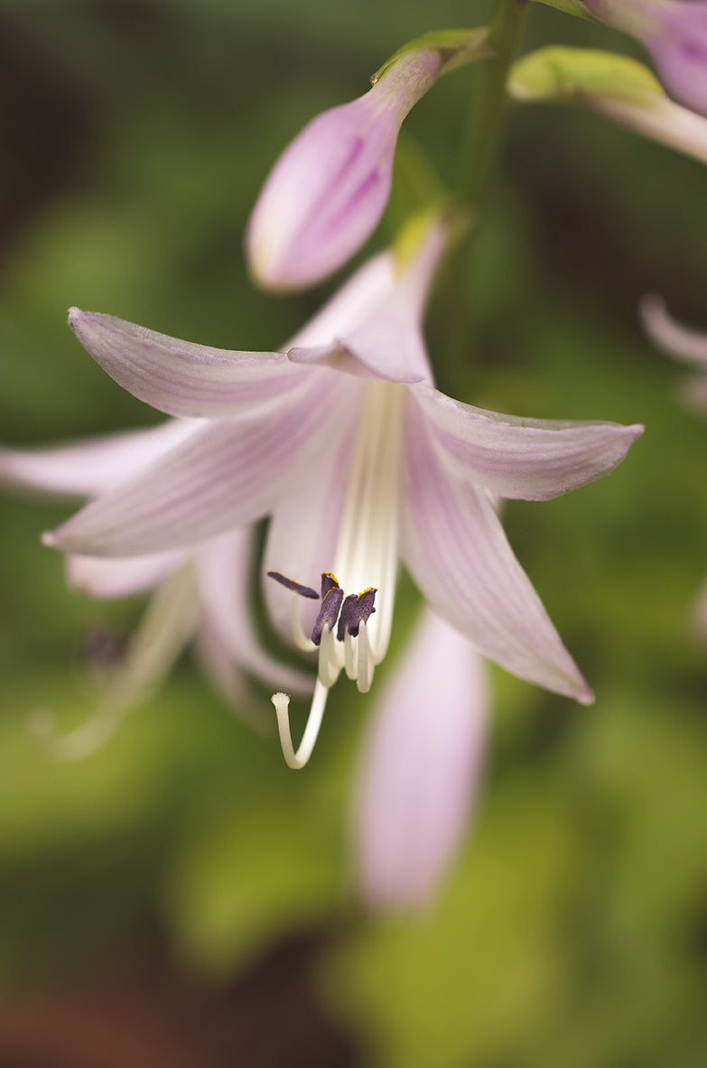 Softened Hosta Bloom DIY Wall Decor Instant Download Print - Printable Wall Art  - PIPAFINEART